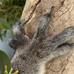  Powell Koala, Cleland Wildlife Park, SA.9
